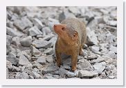 14SerengetiDayGameDrive - 131 * Dwarf Mongoose.